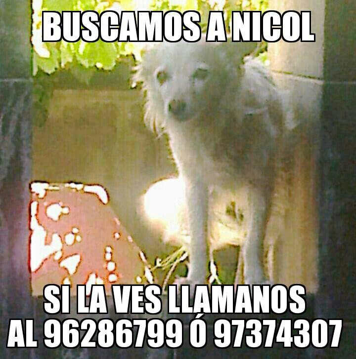 Buscando_aNicol's tweet photo. @abandonadosparq estimados se nos extravió Nicol, cerca de #Ñuñoa, Sucre, la han divisado en #Providencia x Bilbao https://t.co/1gkcD6e2qV