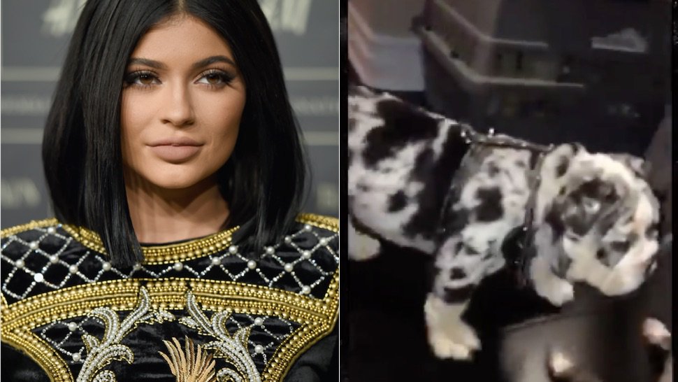 Cosmopolitan on Twitter "Meet Kylie Jenner's New 50,000 Dog, Rolly(01)