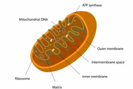 gfa_mito's tweet photo. @GFA_Ribosomes look in dis diagram, we have our #own #ribos, there4 #dontneedu, but #every1needsus -#gfacellwars https://t.co/ZG5uetvCBZ