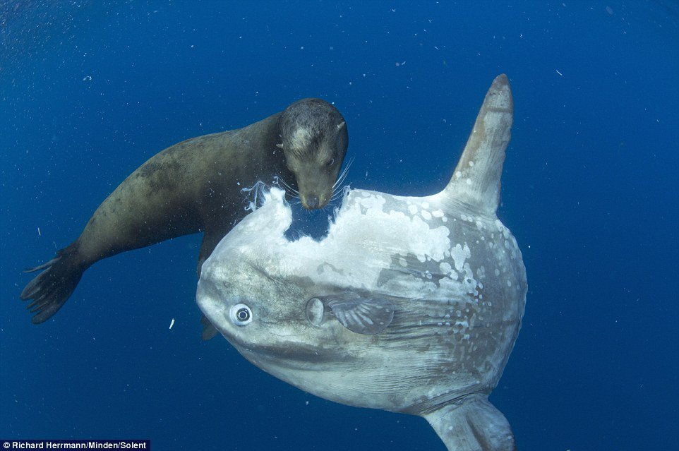 Sea lion takes bite out of a sun fish like it's a giant cookie.