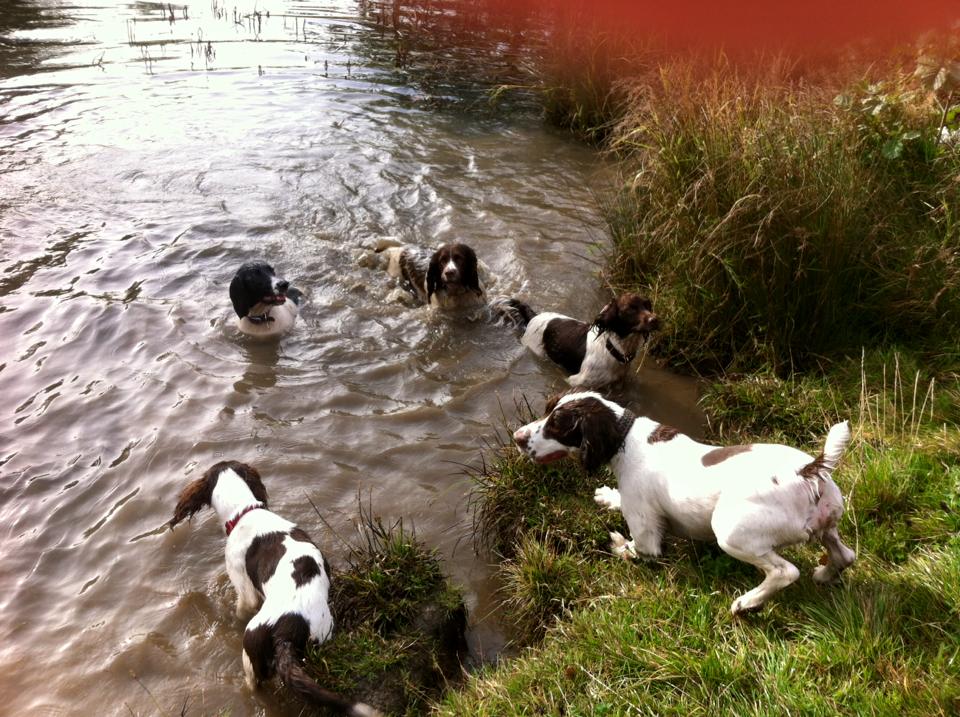 SpanielStory's tweet photo. I really like this photo of me with my #pawpals enjoying a swim @NWspringersUK It was cold but great fun https://t.co/ED547fq4FH