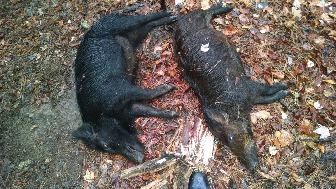 jamiedrake26's tweet photo. No deer this weekend but got me some pigs . https://t.co/rbZWAnkoJh