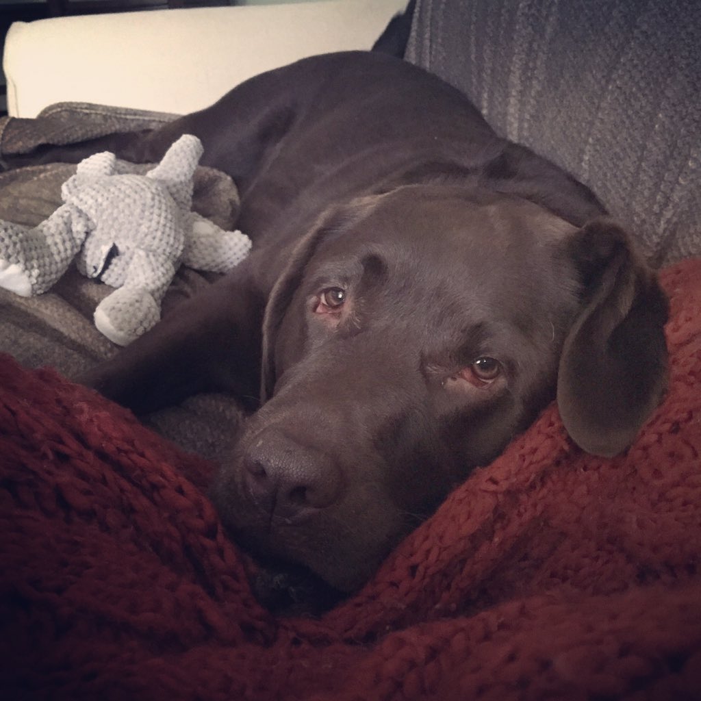 gmccreadie's tweet photo. Snoozy puppy watching the Pats!!  #SNELovesPets #Angell #MSPCA #chocolatelabsrule 🐾🐾 https://t.co/eQniqDPZNQ