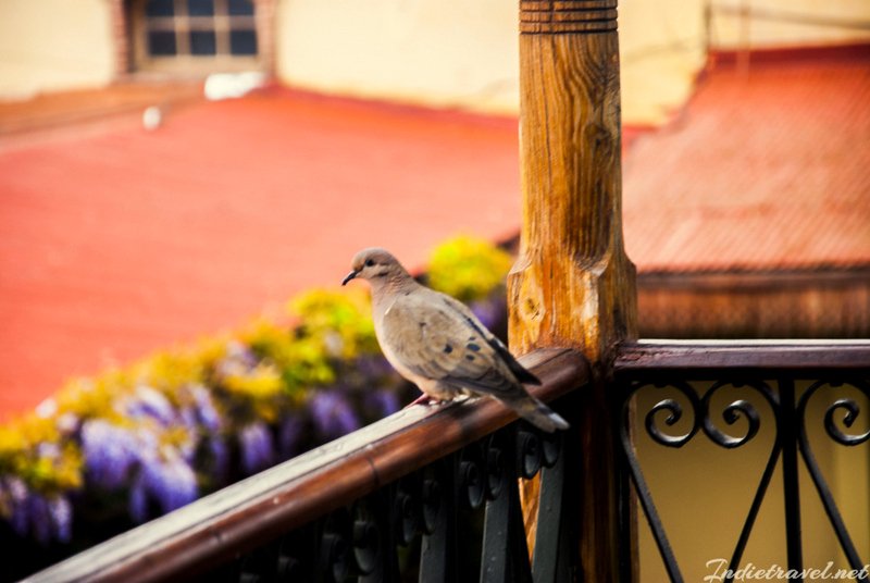 IndietravelNet's tweet image. Unforgettable stay at Bodega y Club Tapiz #Mendoza #hotel @bodegatapiz check out our #review indietravel.net/club-tapiz-bou…