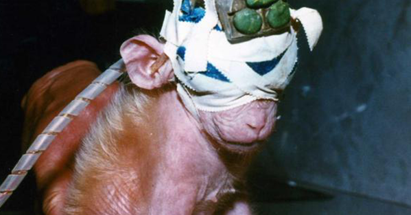 PETAShares's tweet photo. This baby was stolen from his mom.

His eyes were sewn shut &amp; he was left in a steel cage.

#StopAnimalTests https://t.co/PZR7hqDB3g