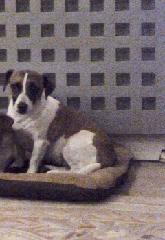 millypod1's tweet photo. #Lost Jack Russell Terrier Female #Stoborough #Wareham #Dorset #BH20 https://t.co/WPjGeEEq15 https://t.co/zdJoSTA4aK