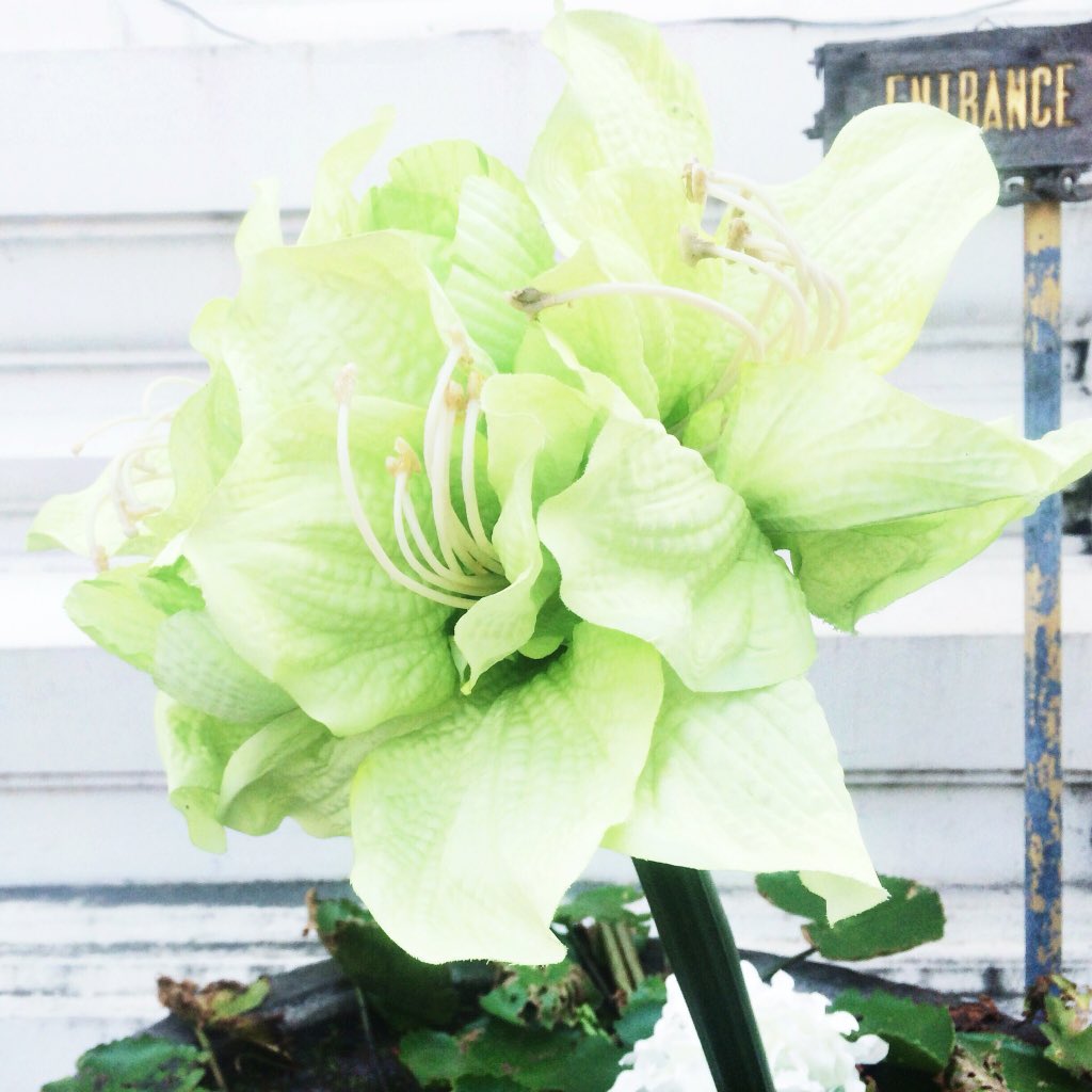 Flower must be gateways to the heavens. They are bridges to something much larger than ourselves. #flowerpower