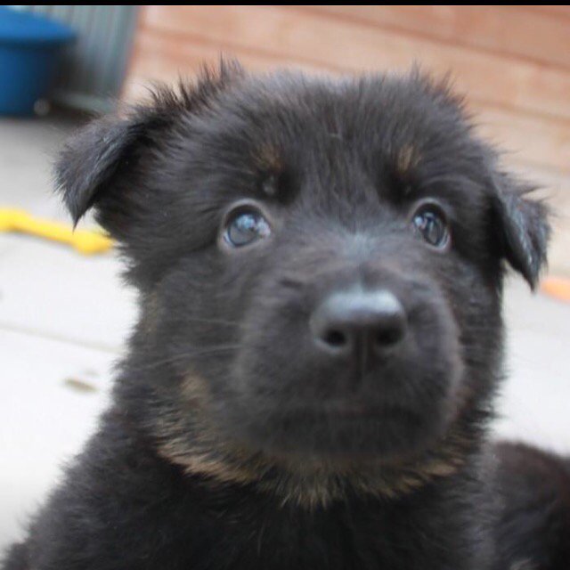 GSDvine's tweet photo. Baby vine 🐾🐾 https://t.co/AoMqH9ycXn