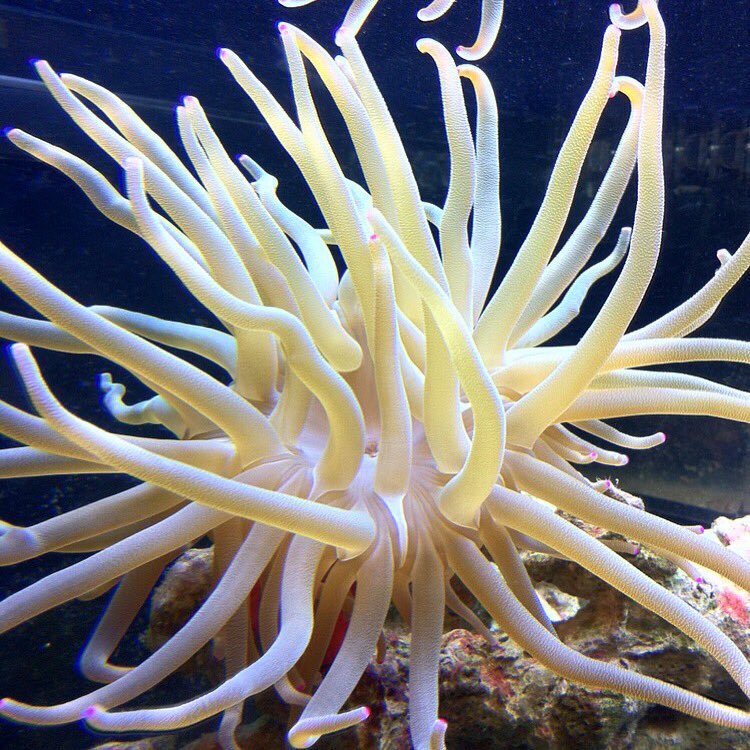 PelagicAquarium's tweet photo. My Anemone π
#Miami #Fishtank #fishtankmaintenance #PelagicAquariums #anemone #clownfish #reef #scuba https://t.co/xgY03Zlp8G