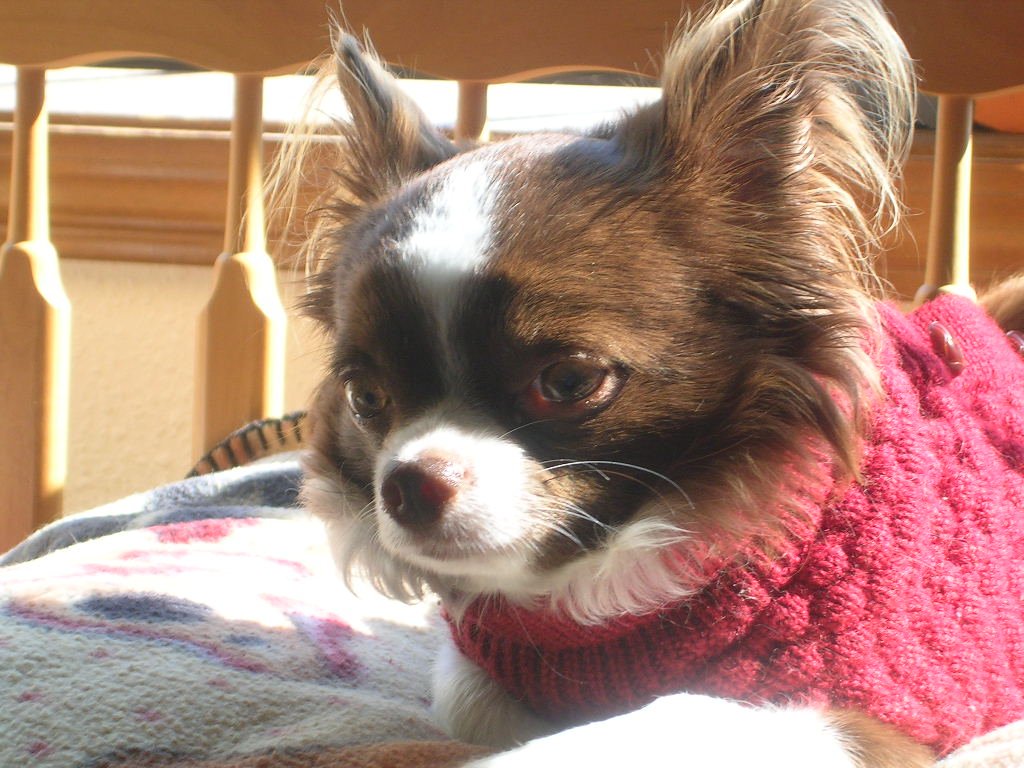 wordrefiner's tweet image. My daddy is working lots of overtime, and playing with the new baby. He won't be online as much. Thank you!