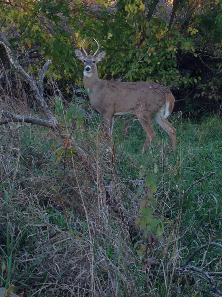 BitOfClaireity's tweet photo. Antler-less deer permits are BS! Not a big guy, but I coulda shook his hoof from here. #DeSoto #MuzzleloadingSeason https://t.co/4WCIkST2SI