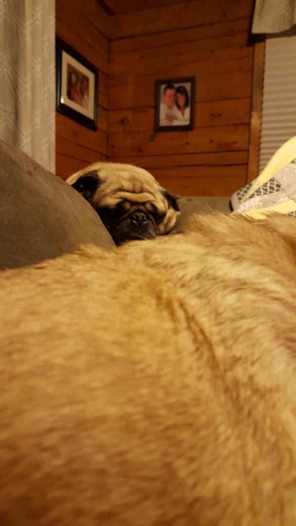 CookNBeans's tweet photo. I spy a bella https://t.co/rFonNg6y37