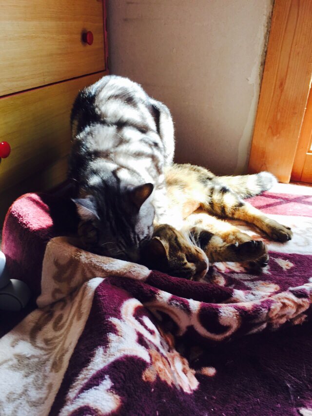 caaat10 tweet picture