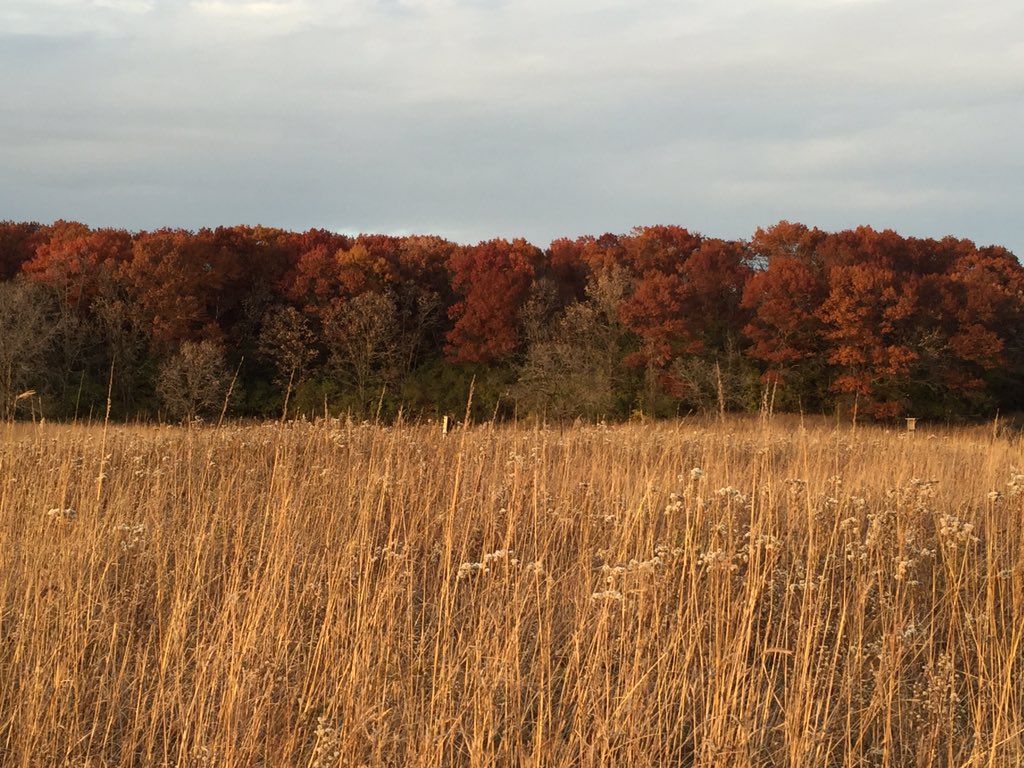 BelindaJensenMN's tweet photo. Beautiful hues this evening at @threeriverspark @hylandski #amazingfall https://t.co/rzgNB2854o