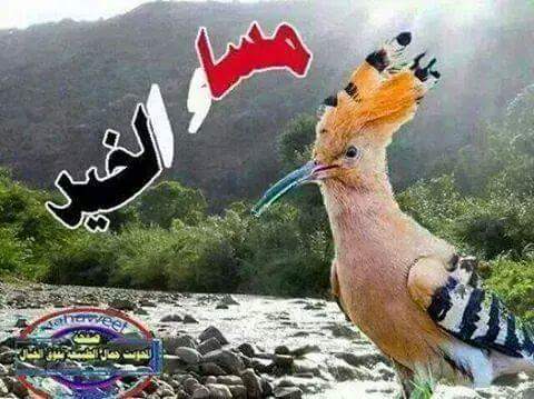 ابو بشار    _اليمن _ (@aomernpel) on Twitter photo 