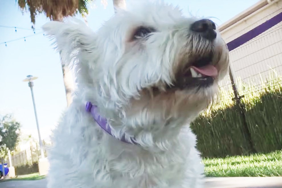 DoggiePet's tweet photo. What Your Dog Thinks During the Day #dog #video - https://t.co/ePZD6YHQgD https://t.co/f4SwDQwbk7