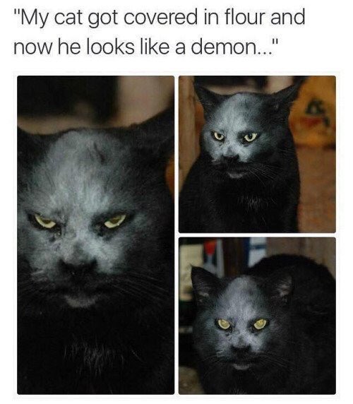 Dolfe_Steele's tweet image. No no no no... #666 #satan #devil #catdemon