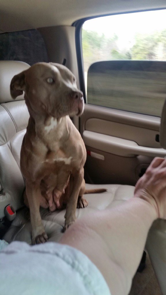 AaronChapman14's tweet photo. #NationalPitbullAwarenessDay #Bella https://t.co/4LCtpLpNkC