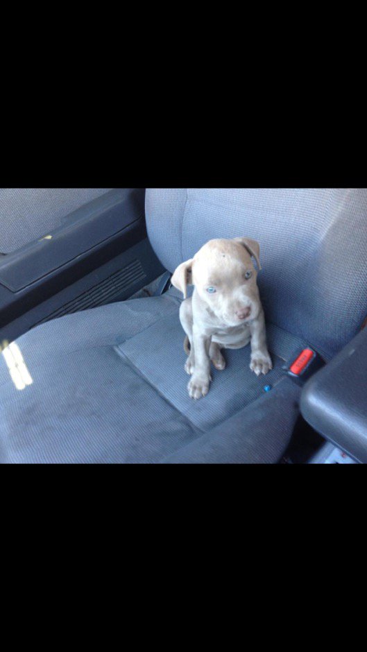 AaronChapman14's tweet photo. #NationalPitbullAwarenessDay #Bella https://t.co/4LCtpLpNkC