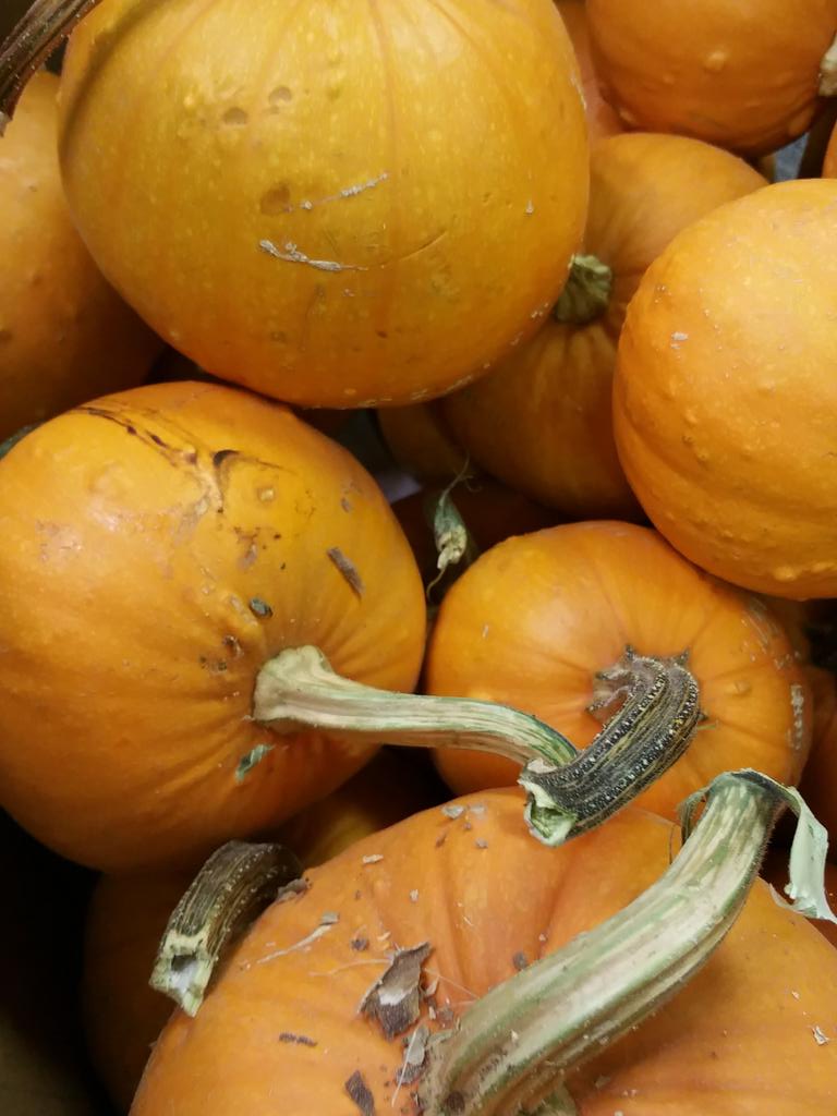 BuyNevadaFirst's tweet photo. #pumpkin we have them here, and Herbal Pumpkin Spice tea to taste. #buylocal #buynvfirst #renotownmall https://t.co/1dj6Svemvw