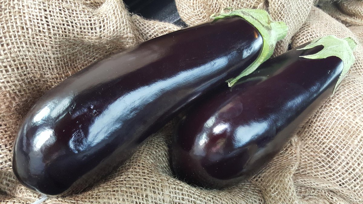 trees0987's tweet photo. Amazing Eggplants! From #PRfarms @wrfms Concasse coming tonight https://t.co/KPy15Sz7ep