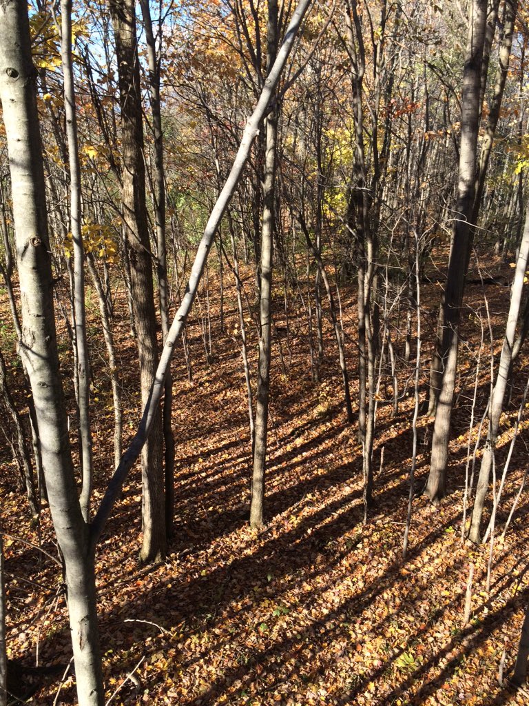 teambuckhunter's tweet photo. It's the most wonderful time of the year 🏹🍂 https://t.co/2UqgfJaQfZ