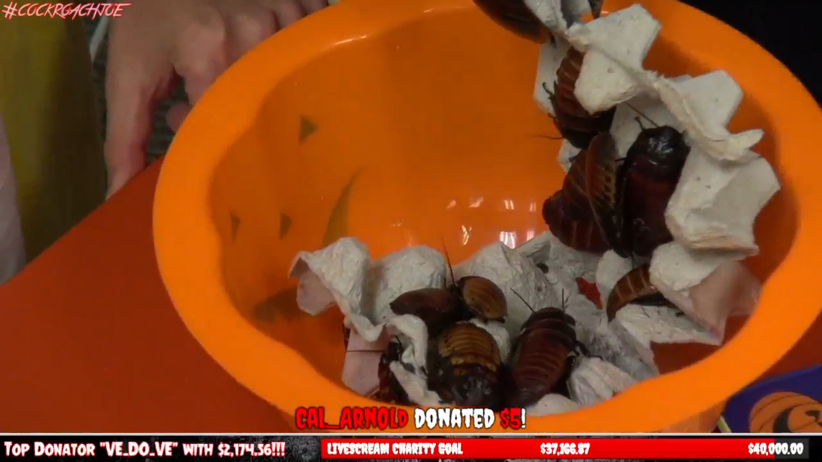 ttmoberly's tweet photo. Way to go Joe! #LIVESCREAM #CockRoachJoe @CreatureHub @MrJoeExtreme https://t.co/A8NUKbiTcs