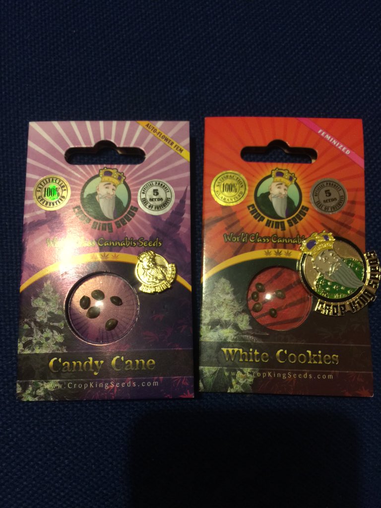 accmoved11's tweet image. Okay let's grow, @cropkingseeds #CandyCane #WhiteCookies