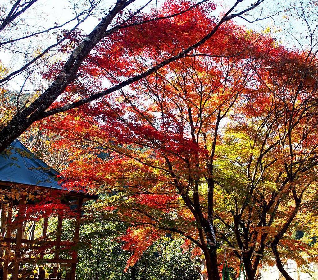 kkyamasita's tweet photo. #trees #wood #forest #park #roadside_tree #leaf #leafs #green #nature #naturelovers #Insta… https://t.co/9HrLAI9dcT https://t.co/fsl0JD7ML7