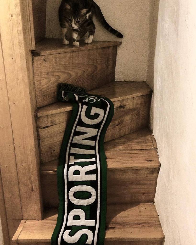 ilovebairroalto's tweet photo. 💪🏻💪🏻 #sporting #allezsportingallez #scp #slbVsScp #diadesporting #tuvaisvencer #meusporting #letsgolions #soproud #… https://t.co/CKGnZPwOnW