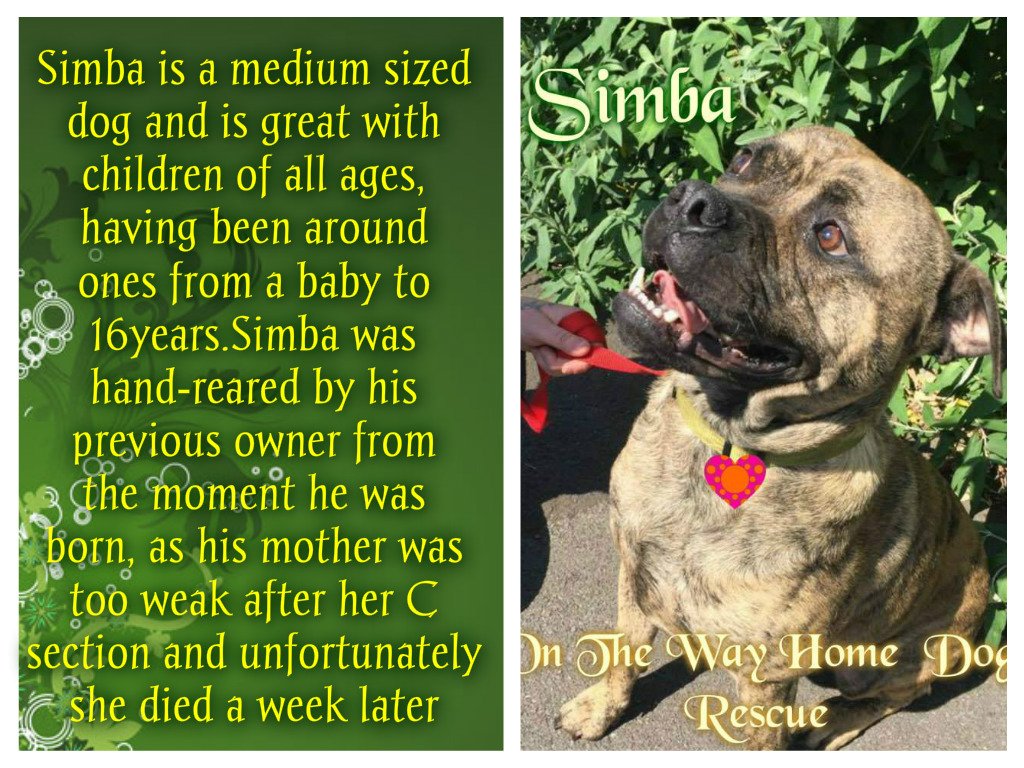 Simba is a little fearful of other dogs but this is being worked on chrisblackburn@orangehome.co.uk #dogsoftwitter