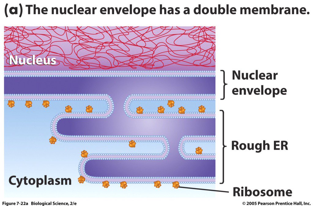 thenucleusbomb's tweet photo. What's more fun than double membean? A DOUBLE MEMBRANE #DoubleTheFun https://t.co/OcQZKRM0ng