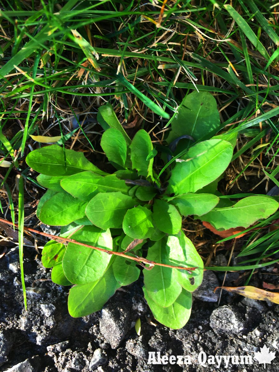 scienceismybae's tweet photo. This photo shows dock weed, or something that looks very similar to it. #weeds https://t.co/ipRJ2BG3Y8