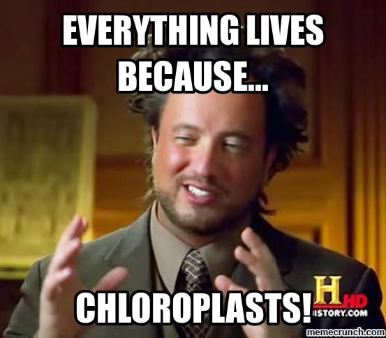 GFA_Chloroplast's tweet photo. Chloroplasts. #GFAcellwars #chloroplast4prez https://t.co/2Hhn9VCM6v
