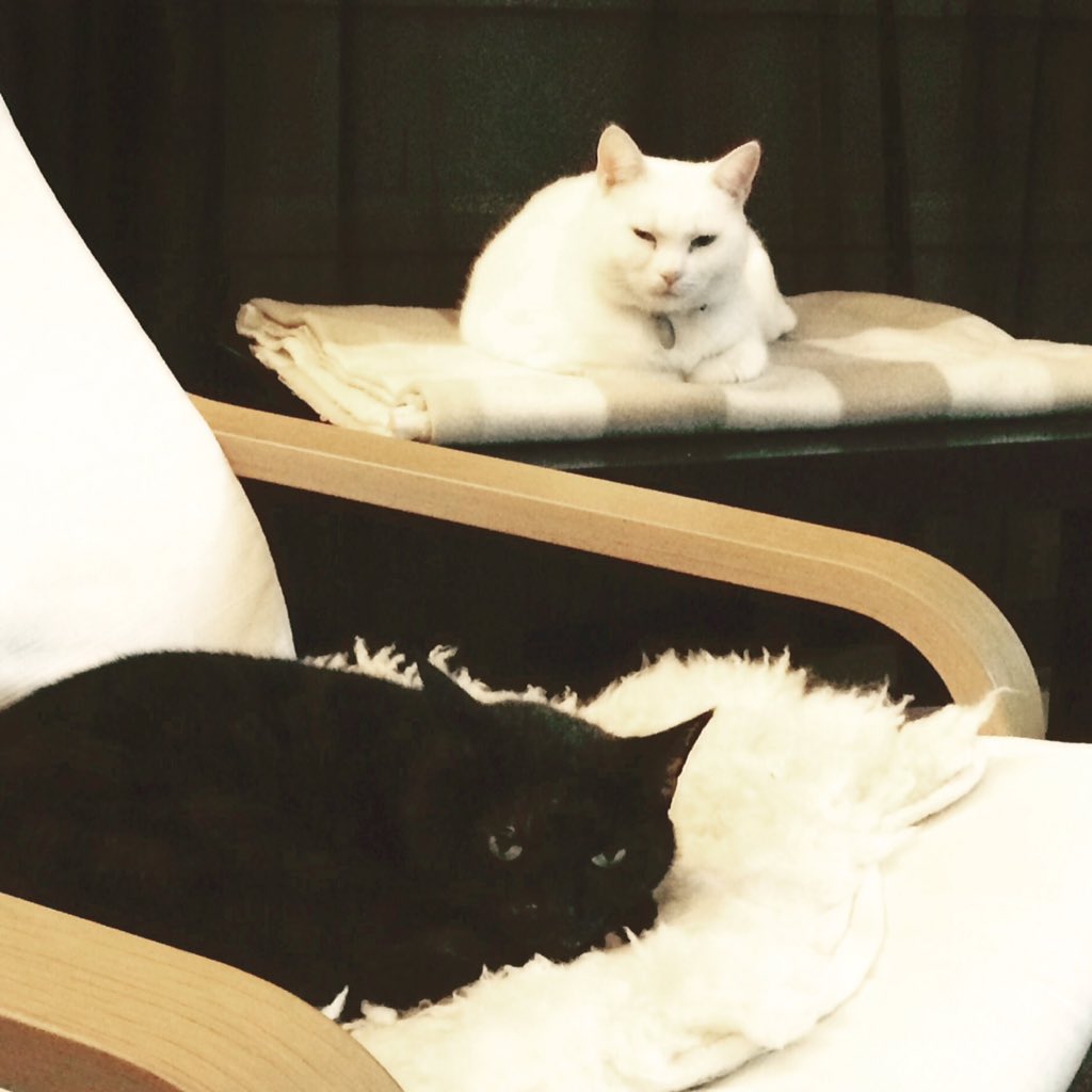 stepsistercats's tweet photo. Evil stare... https://t.co/cvCLX90kXq