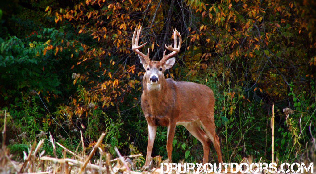 DruryOutdoors's tweet photo. FALL is nothing short of amazing! #rut #fall #phase4 https://t.co/rafWFvDgnn