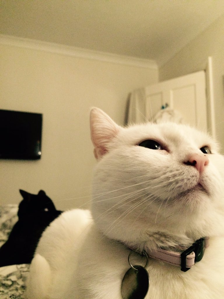 stepsistercats's tweet photo. I'm going to give you my back... https://t.co/uI7I3XjWDP