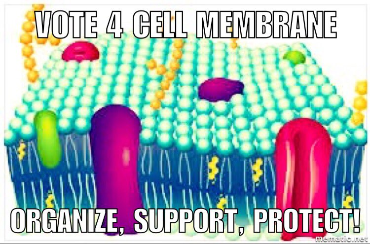 CELLeb_membrane's tweet photo. #vote4cellmembrane #organellewars @insanemembrane7 https://t.co/IFBf3NrMJk