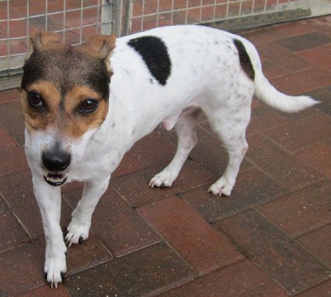 #Bedfordshire #Hertfordshire <a href="/RATSPetRescue/">Rehoming Animals Telephone Service</a> Meet Mac, a small dogs who have come in to ... rescuedogs.org.uk/dog-rescues/ea…