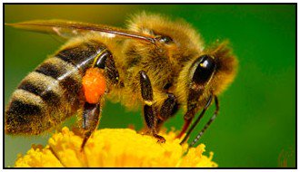 Las "vacunas" de las abejas mundoagropecuario.com/las-vacunas-de… via <a href="/Munagropecuario/">Mundo  Agropecuario</a>