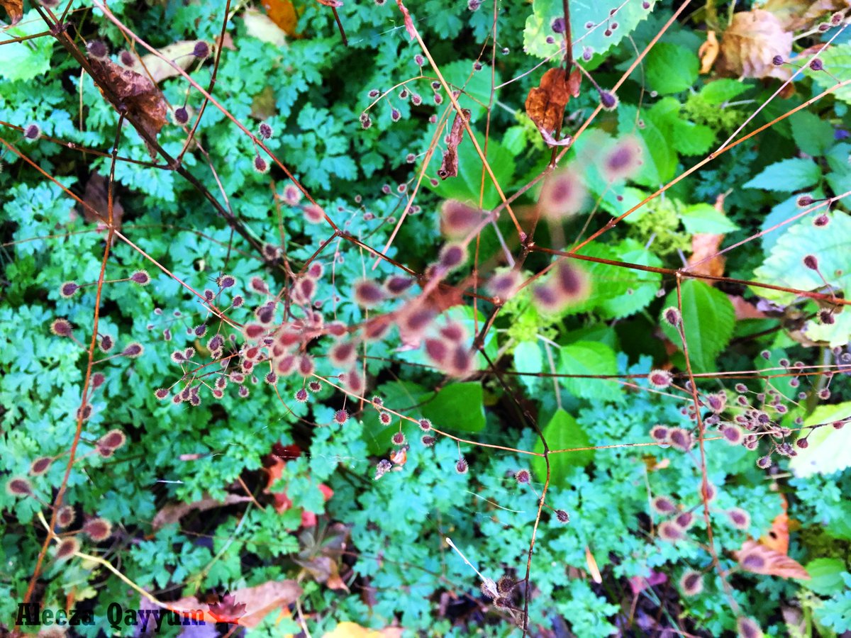 scienceismybae's tweet photo. This is a burr weed. The weed easily sticks onto clothing and is very annoying to take off. Avoid it at all costs! https://t.co/zVxNwnhHvF