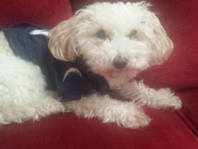 Bella hates the raiders https://t.co/u4CkJLI8cR