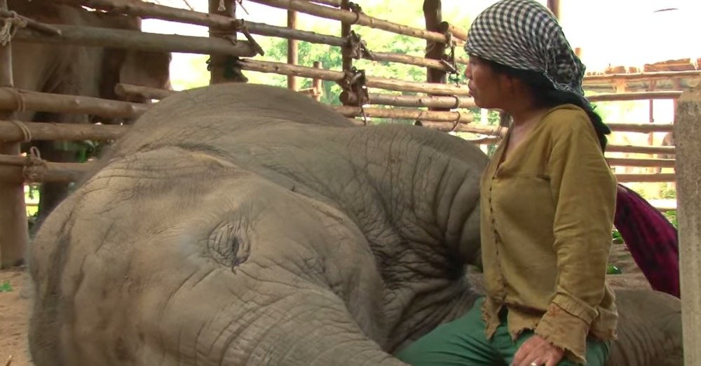 FixedOpsGenius's tweet photo. This Baby Elephant Is Lulled To Sleep With A Song https://t.co/kprcp8QKQn https://t.co/wB4ITJadKt