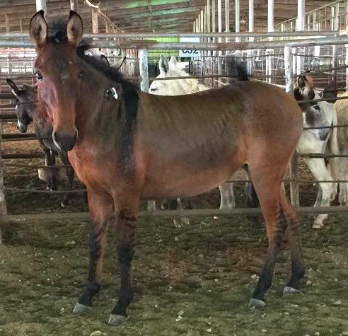 UrgentHorses's tweet image. Z-Donk Zebra Donkey cross $325  SHIPS TO SLAUGHTER 10-27  See pics on.fb.me/1O1pJDw  #killpen #texas #Exotic
