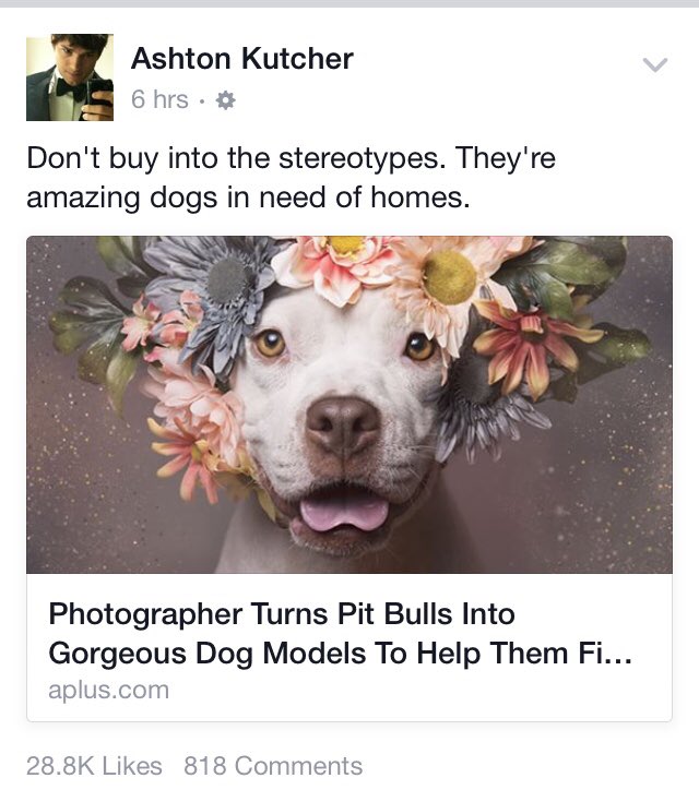 When <a href="/aplusk/">ashton kutcher</a> shares your work. Spreading positive awareness for pit bulls! #PitBullFlowerPower