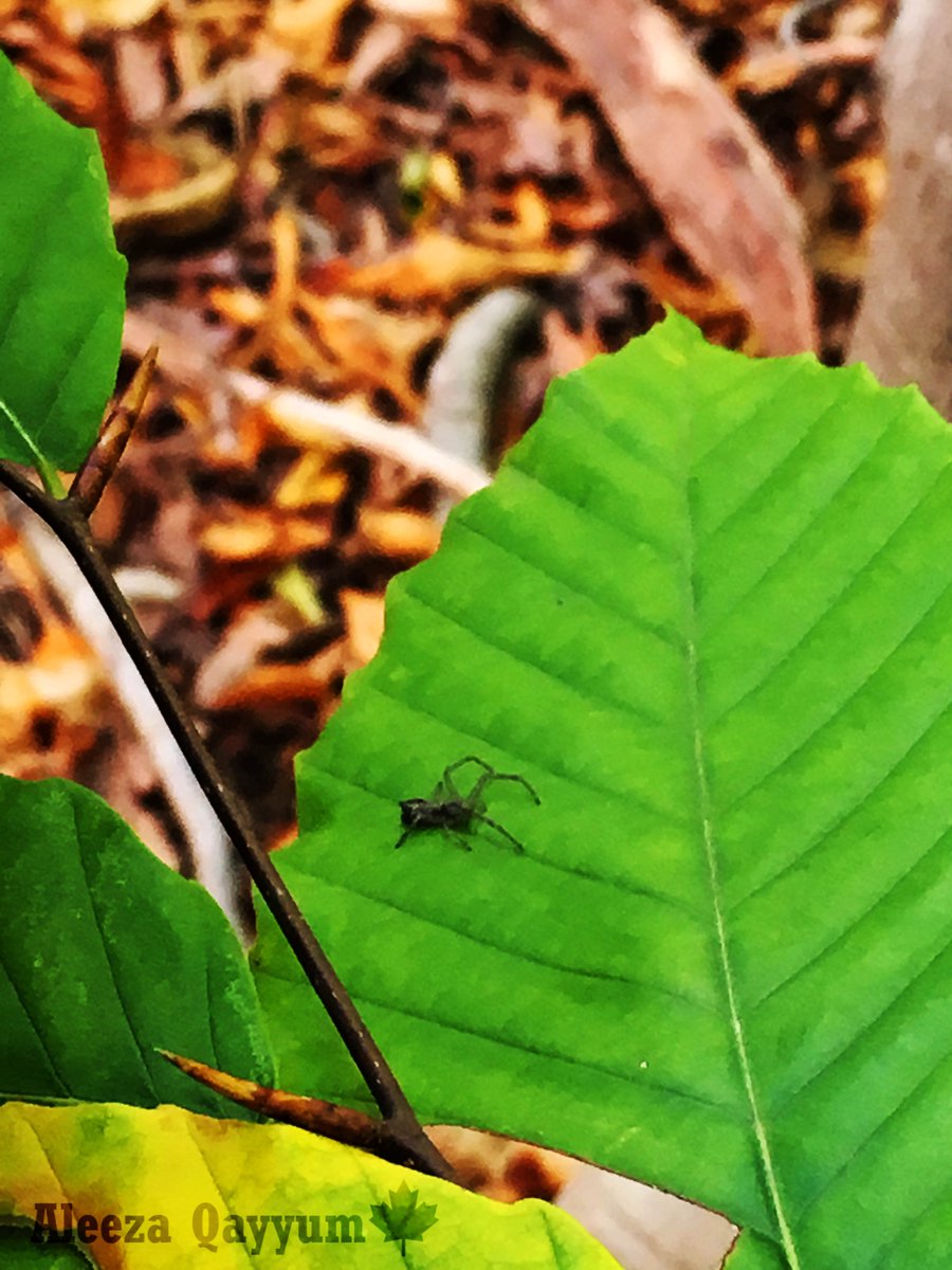 scienceismybae's tweet photo. This picture shows an insect. This insect can't fly and seems to look like a spider. #insects https://t.co/2MkfZGHLPt