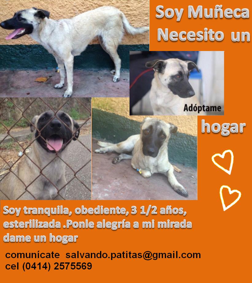 SalvandoPatitas's tweet photo. DE Caracas,ella es uno d los 15 q tenemos en adopción:Muñeca muy alegre y busca hogar lleva 3 años esperando por uno https://t.co/d4TmUoiD85
