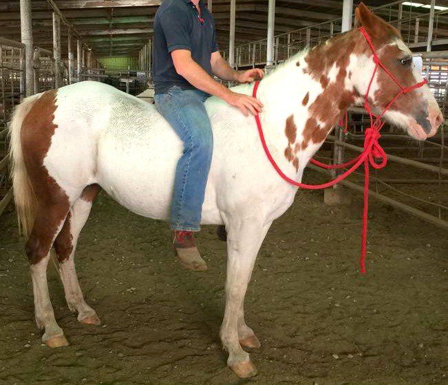 UrgentHorses's tweet image. 17 Riding Horses SHIPPING TO SLAUGHTER 10-27 See all here: on.fb.me/1kFN3dv
Paints TWH QH TB Draft #KILLPEN