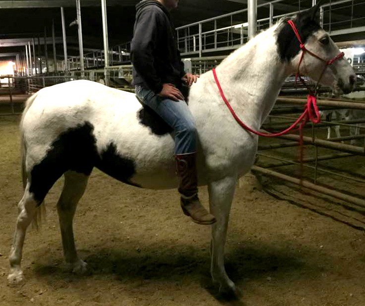 UrgentHorses's tweet image. 17 Riding Horses SHIPPING TO SLAUGHTER 10-27 See all here: on.fb.me/1kFN3dv
Paints TWH QH TB Draft #KILLPEN