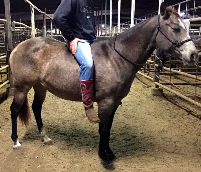 UrgentHorses's tweet image. 17 Riding Horses SHIPPING TO SLAUGHTER 10-27 See all here: on.fb.me/1kFN3dv
Paints TWH QH TB Draft #KILLPEN